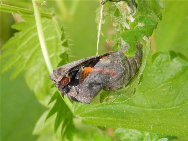 Vanessa atalanta da crisalide a farfalla