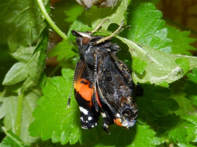 Vanessa atalanta da crisalide a farfalla