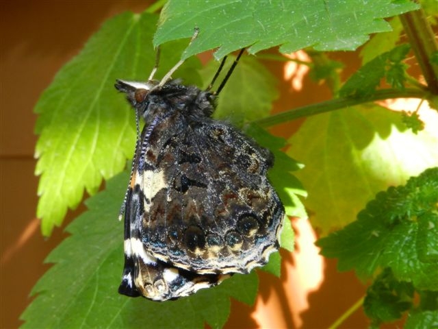 Vanessa atalanta da crisalide a farfalla