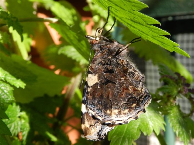 Vanessa atalanta da crisalide a farfalla