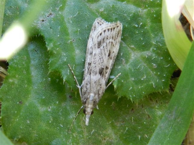 ID