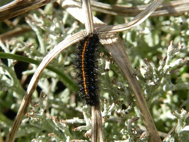Coscinia striata?