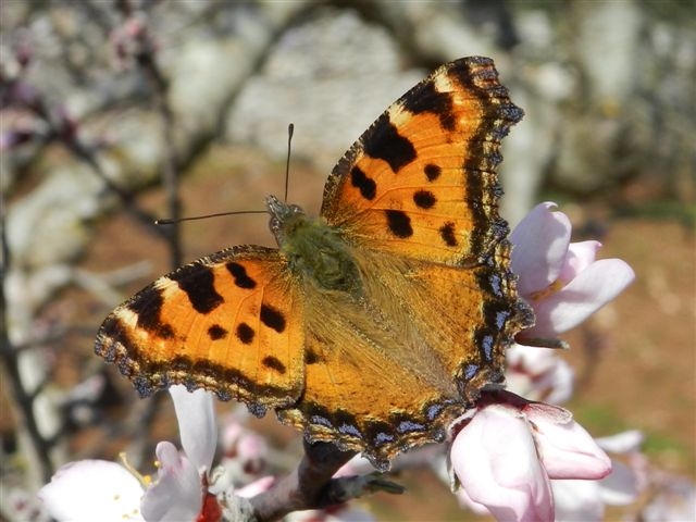 le belle...addormentate nel bosco