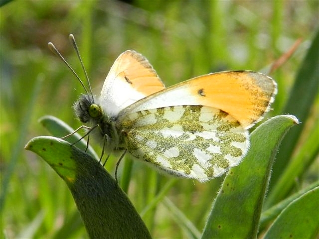 Anthocharis cardamines