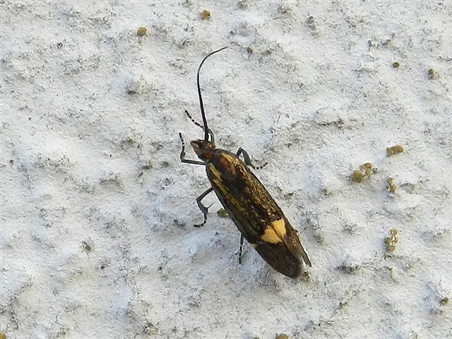 microlepidottero