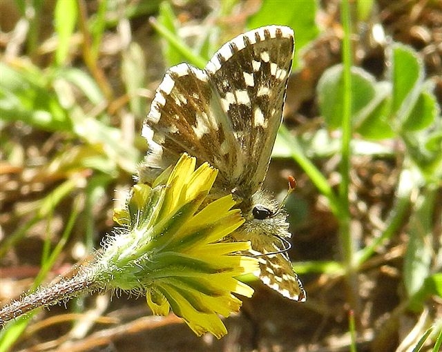 Pyrgus malvoides?