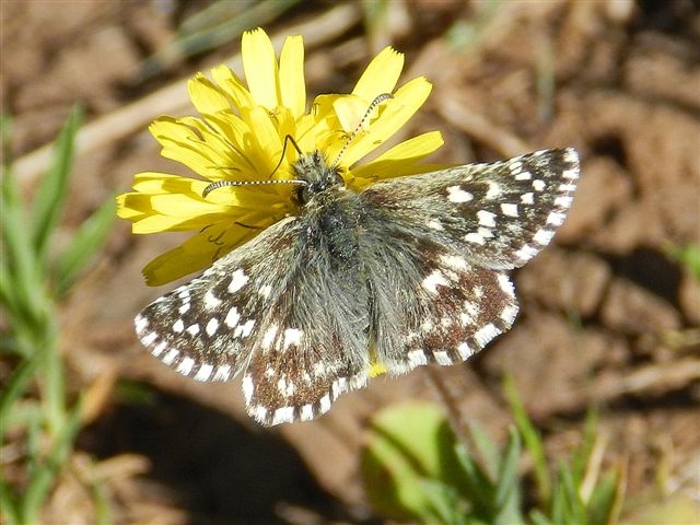 Pyrgus malvoides?