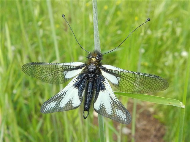 Maschio di Libelloides coccajus