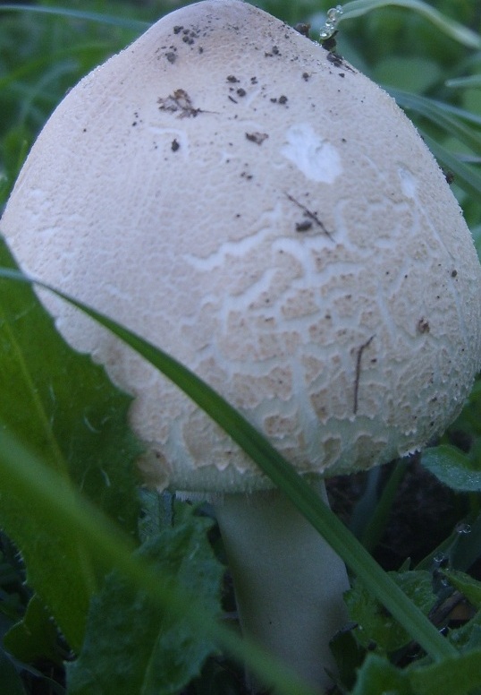 Funghi (pendici Etna)