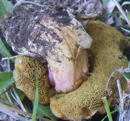 Funghi (pendici Etna)
