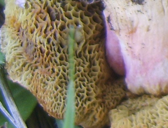 Funghi (pendici Etna)