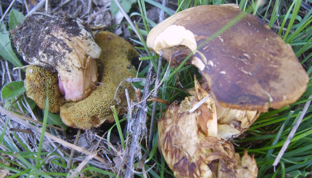 Funghi (pendici Etna)