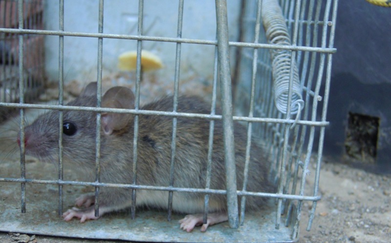 Rattus rattus juv