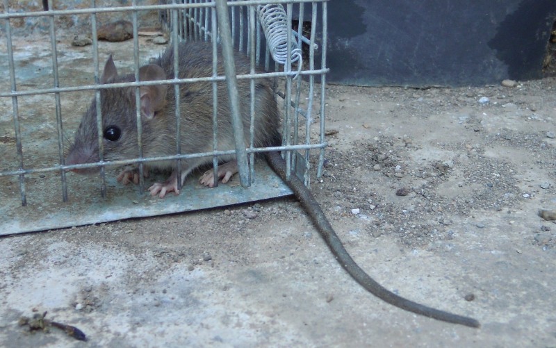 Rattus rattus juv