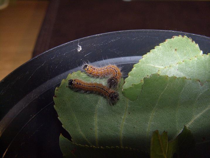 Bruchi su pioppo da identificare - Phalera bucephala