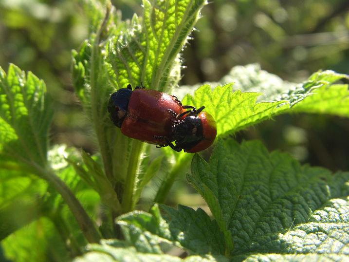Chrysolina lucida