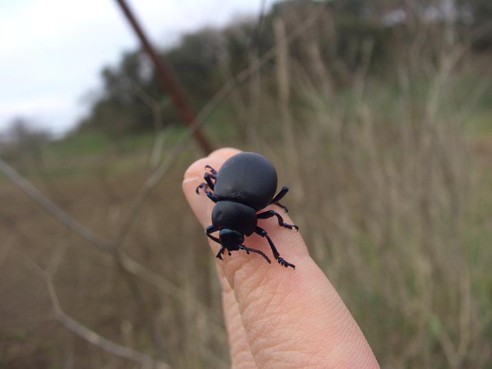 E'' un Geotrupide? Timarcha nicaeensis