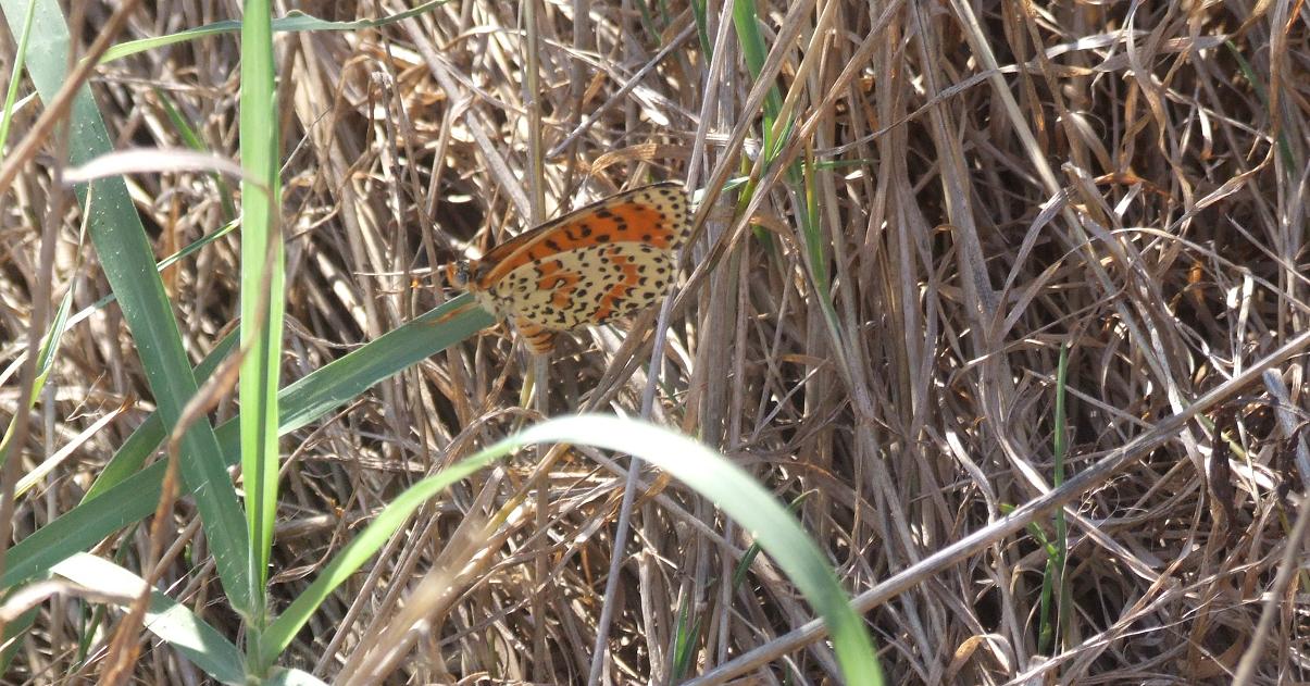 Melitaea didyma?
