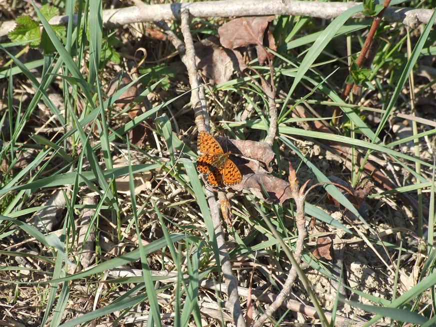 Boloria dia ?