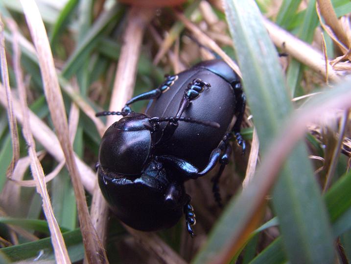 E'' un Geotrupide? Timarcha nicaeensis