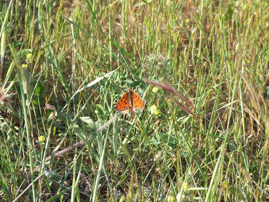 Identificazione, una o due specie?