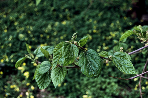 determinazione specie arborea - Morus cfr. alba