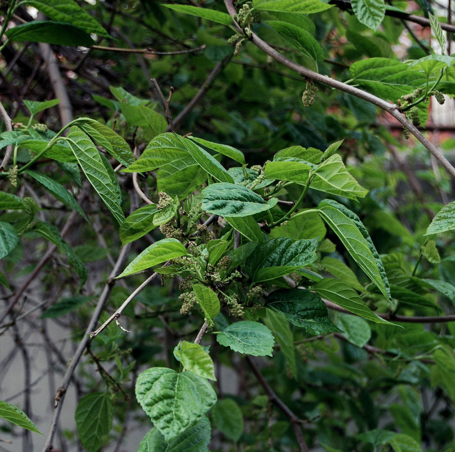 determinazione specie arborea - Morus cfr. alba