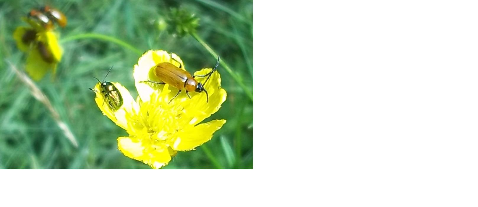 Otiorhynchus cfr armadillo, Mimela, Exosoma, Cryptocephalus