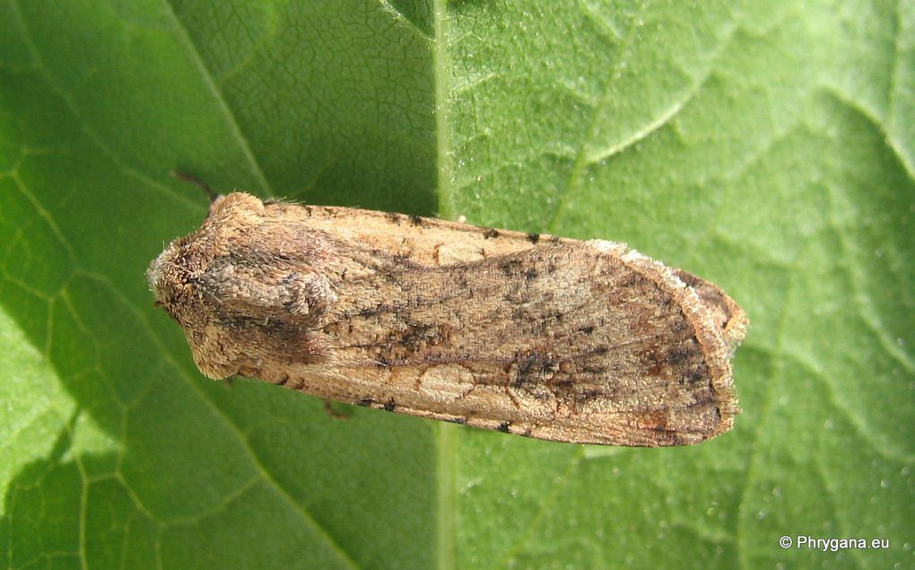 Noctuidae da Creta