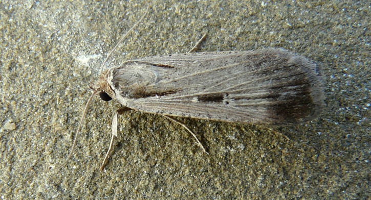 noctuidae? da Creta : Tathorhynchus exsiccata