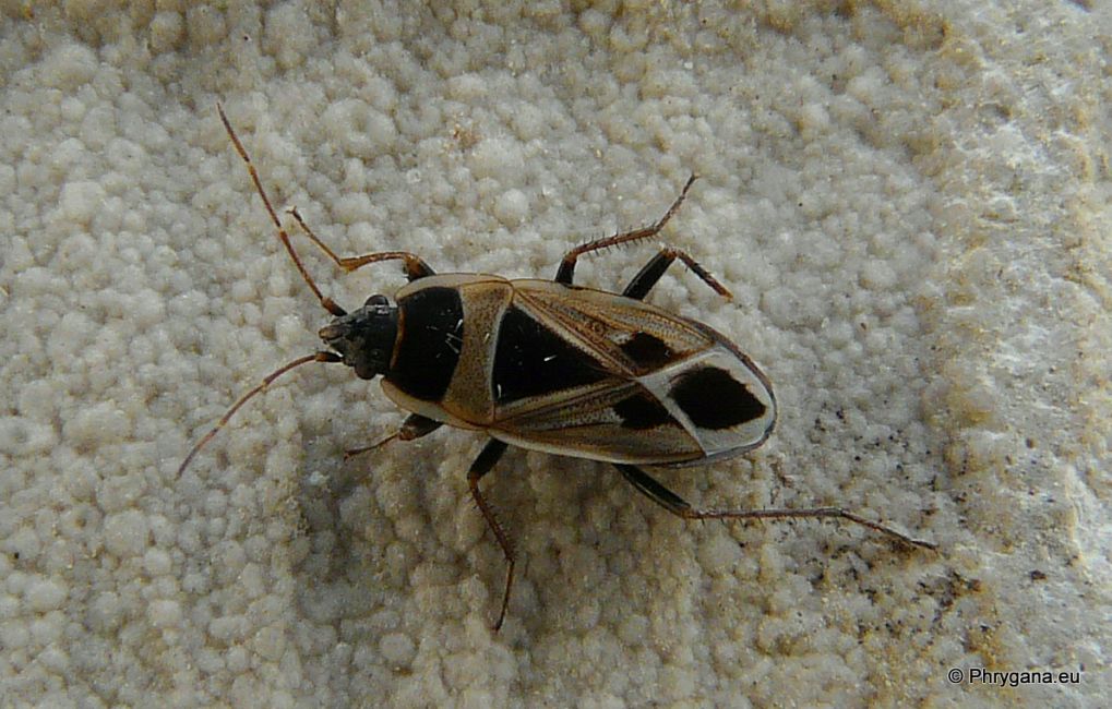 Lygaeidae: Xanthochilus saturnius  di Creta