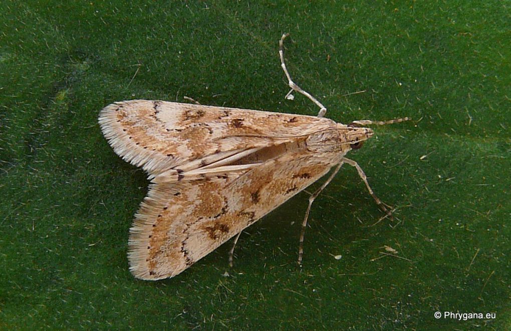 crambidae da Creta: Cornifrons ulceratalis