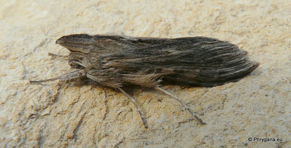 Cucullia chamomillae?