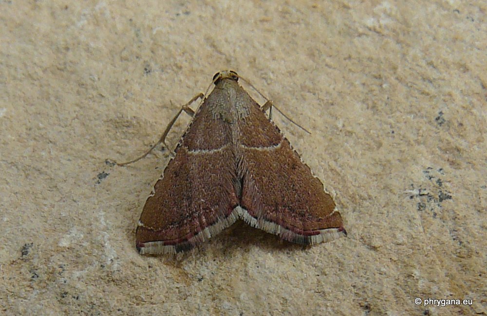 Pyralidae: Synaphe?