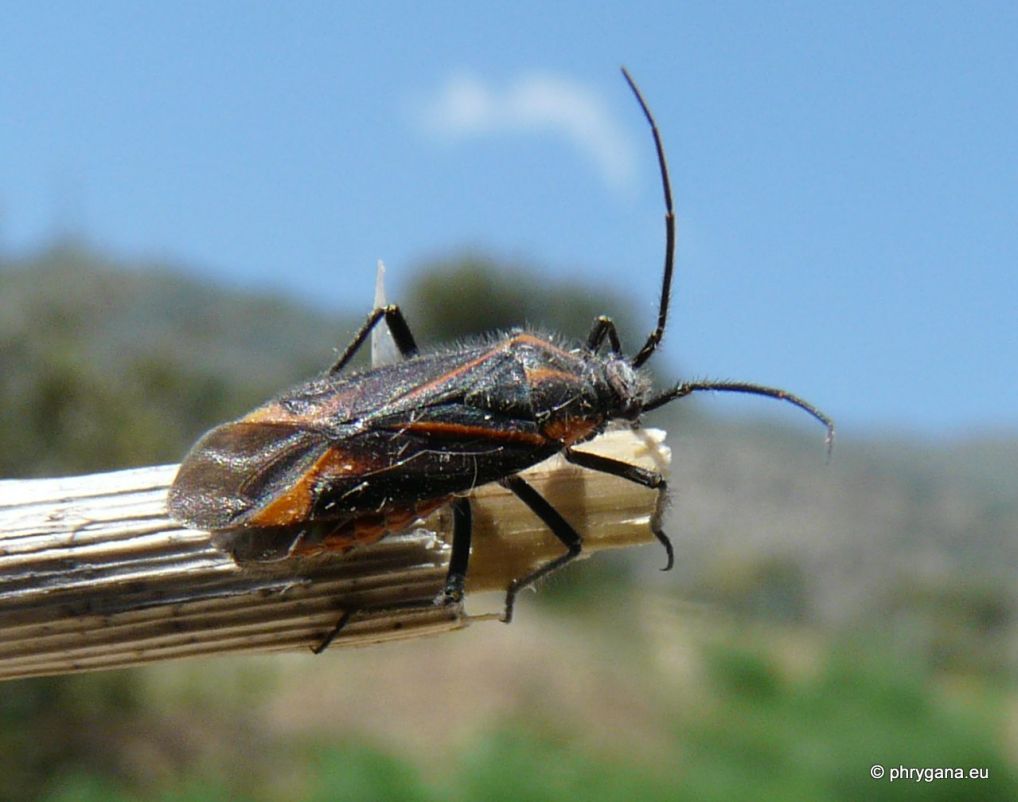 Miridae: Horistus infuscatus di Creta
