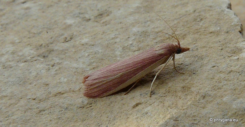 Pyralidae Phycitinae? de Creta