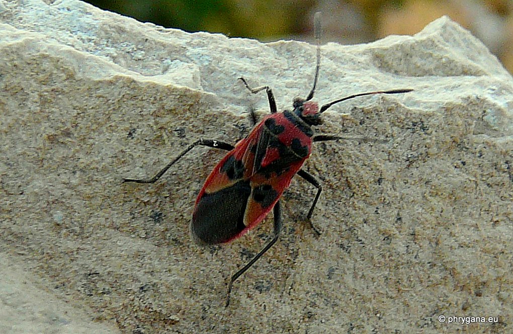 Lygaeidae? No, Rhopalidae: Corizus sp.