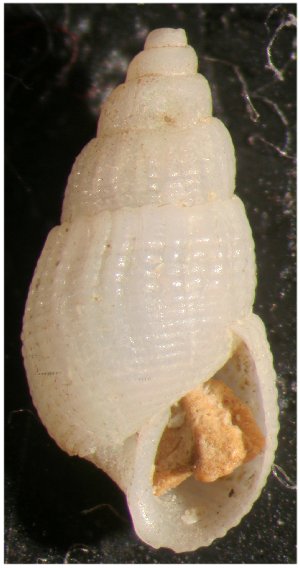 Quale Pyramidellidae?