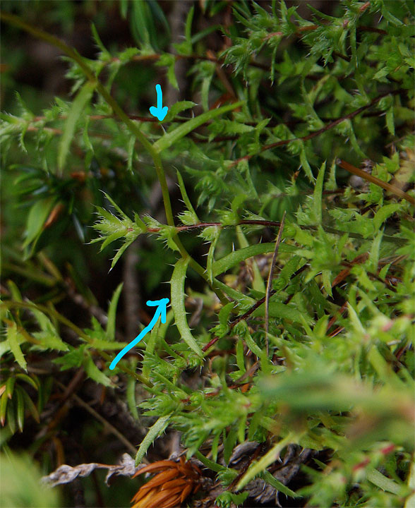 Saxifraga aspera / Sassifraga spinulosa