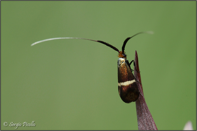 Adela australis ?