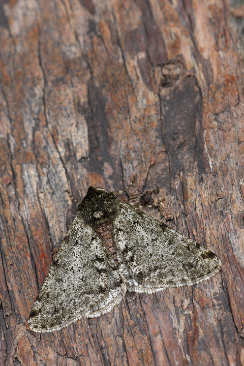 Apocheima (Phigalia) pilosaria