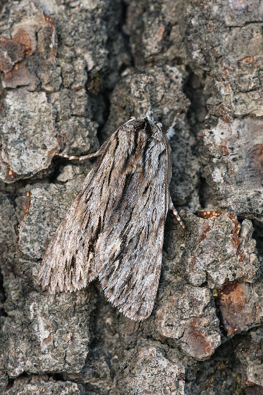 Asteroscopus sphinx ?