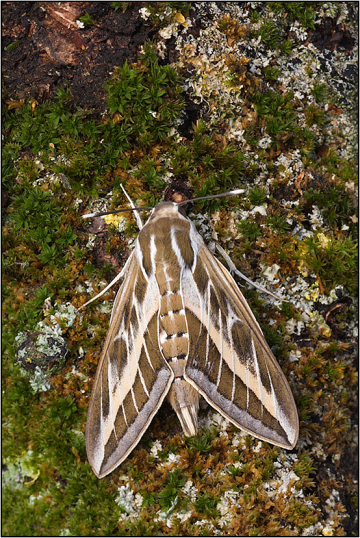 Hyles livornica