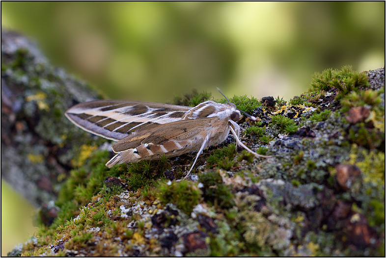Hyles livornica