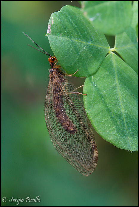 Osmylus fulvicephalus