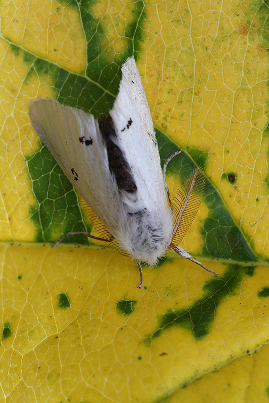 Spilosoma lutea? - Euproctis (Euproctis) chrysorrhoea