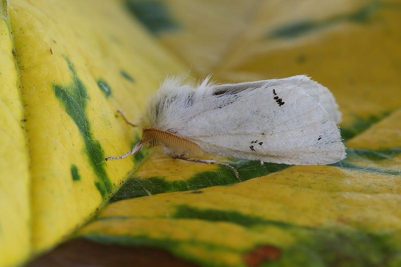 Spilosoma lutea? - Euproctis (Euproctis) chrysorrhoea