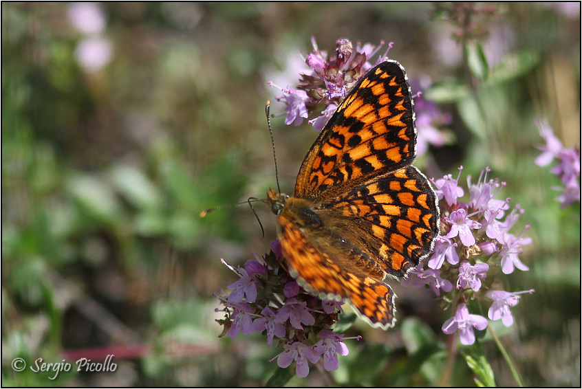 Mellicta athalia ? no Melitaea phoebe