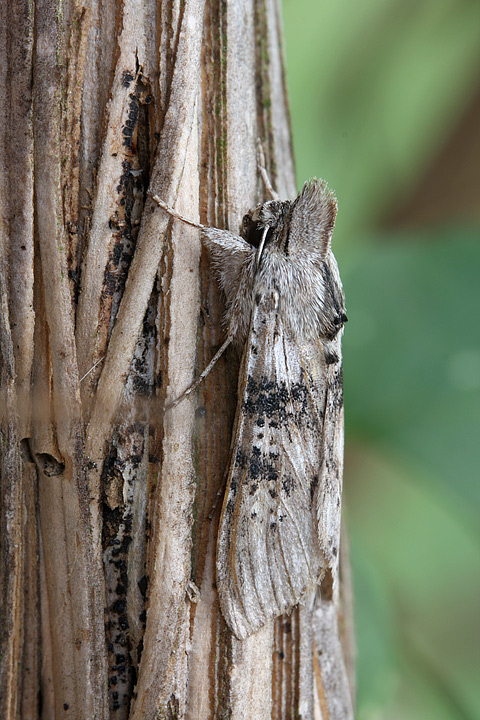 Cucullia absinthii