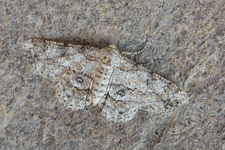 Ascotis selenaria?